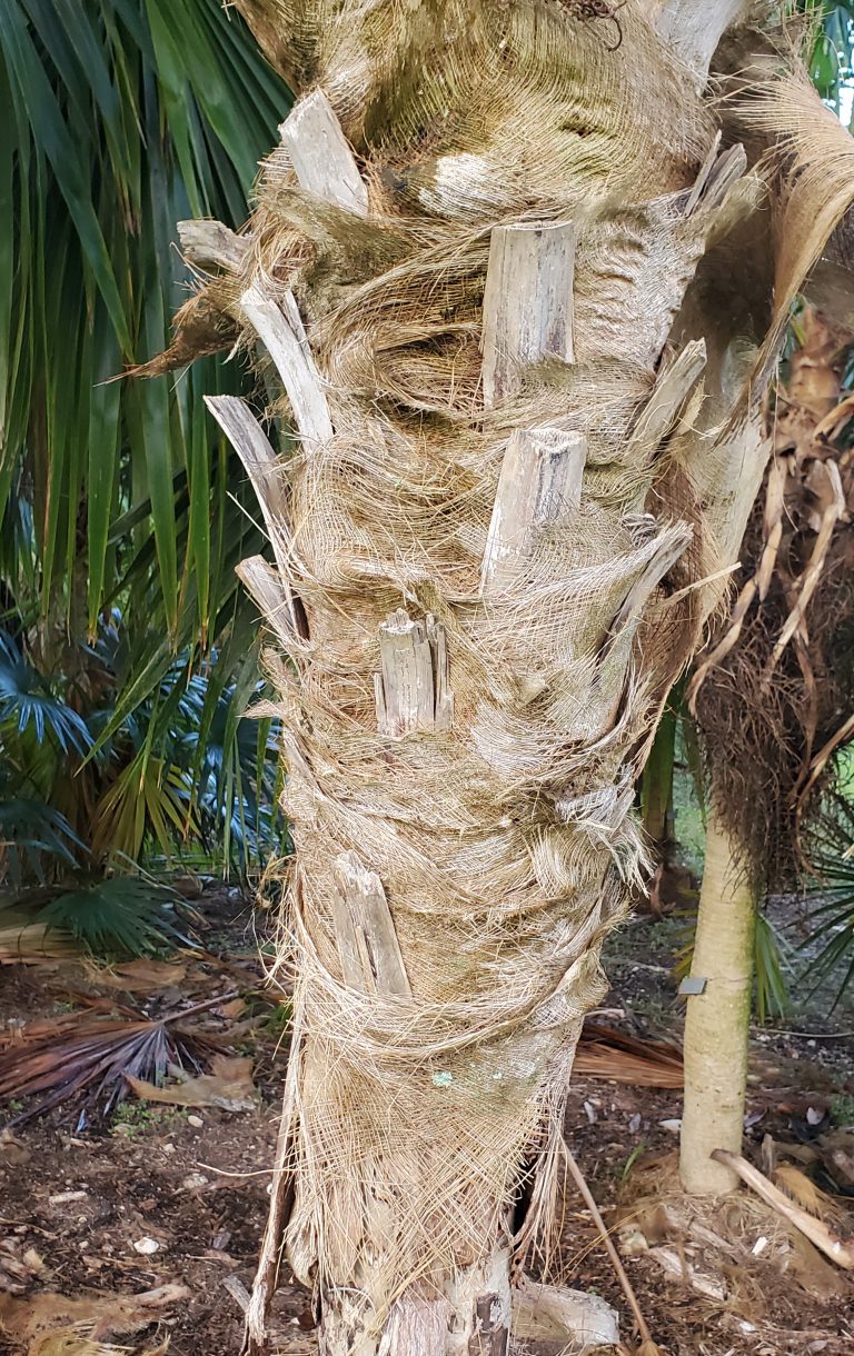 Coccothrinax barbadensis Botanical Auctions