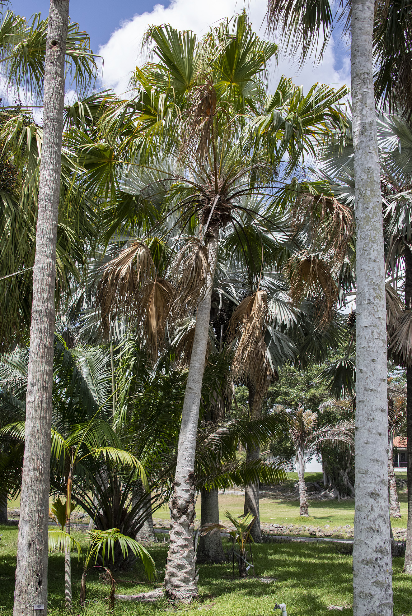 Livistona saribus Botanical Auctions