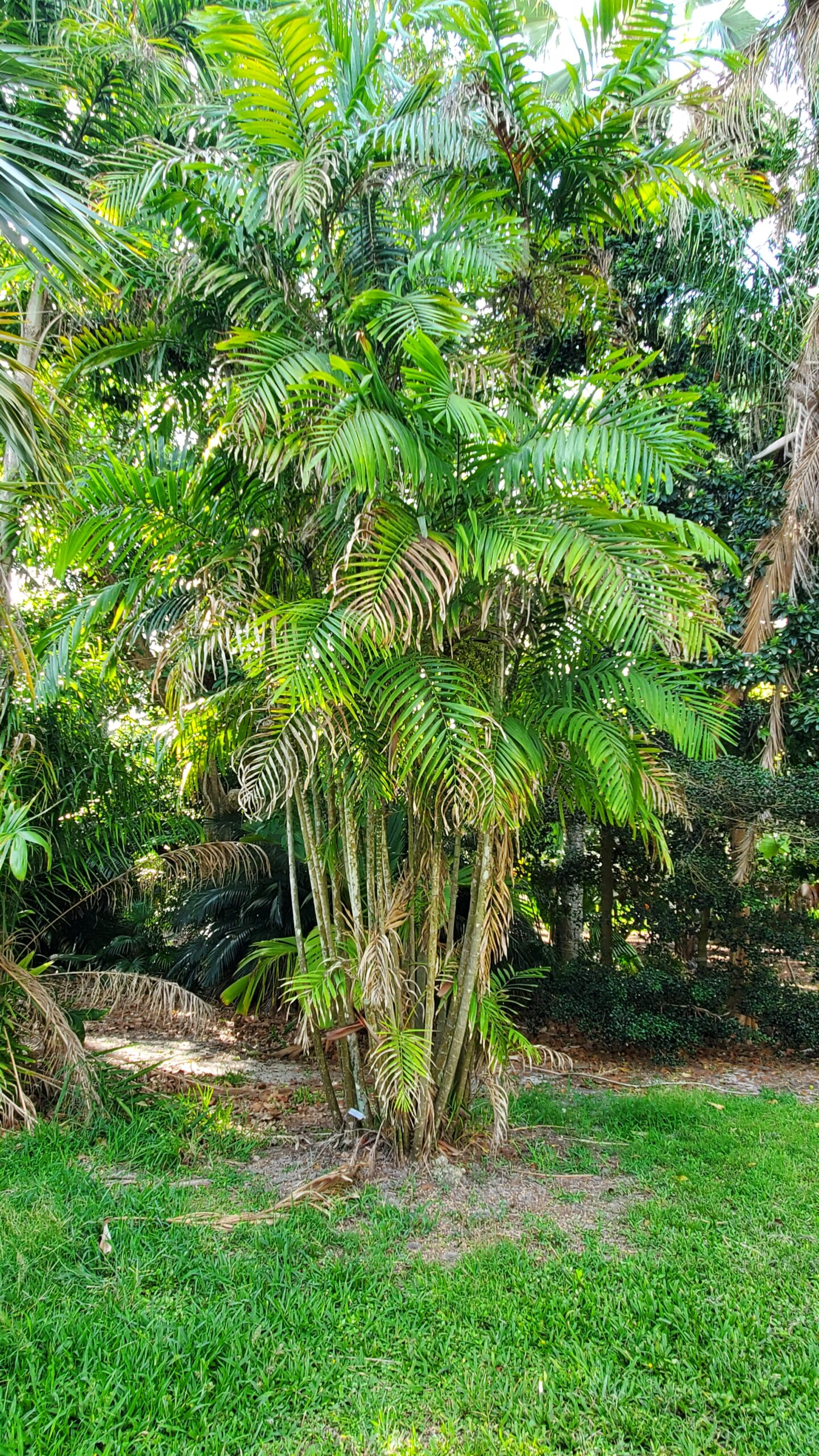 Macarthur Palm: Ptychosperma Macarthurii