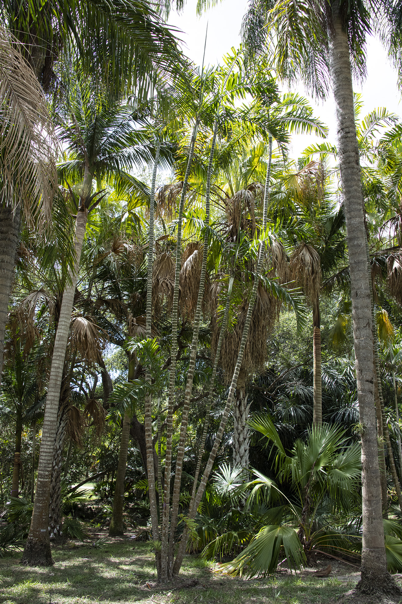 Dypsis lanceolata Botanical Auctions
