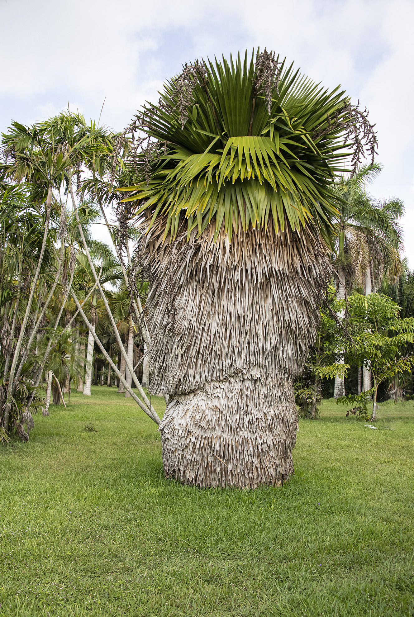 Copernicia macroglossa Botanical Auctions