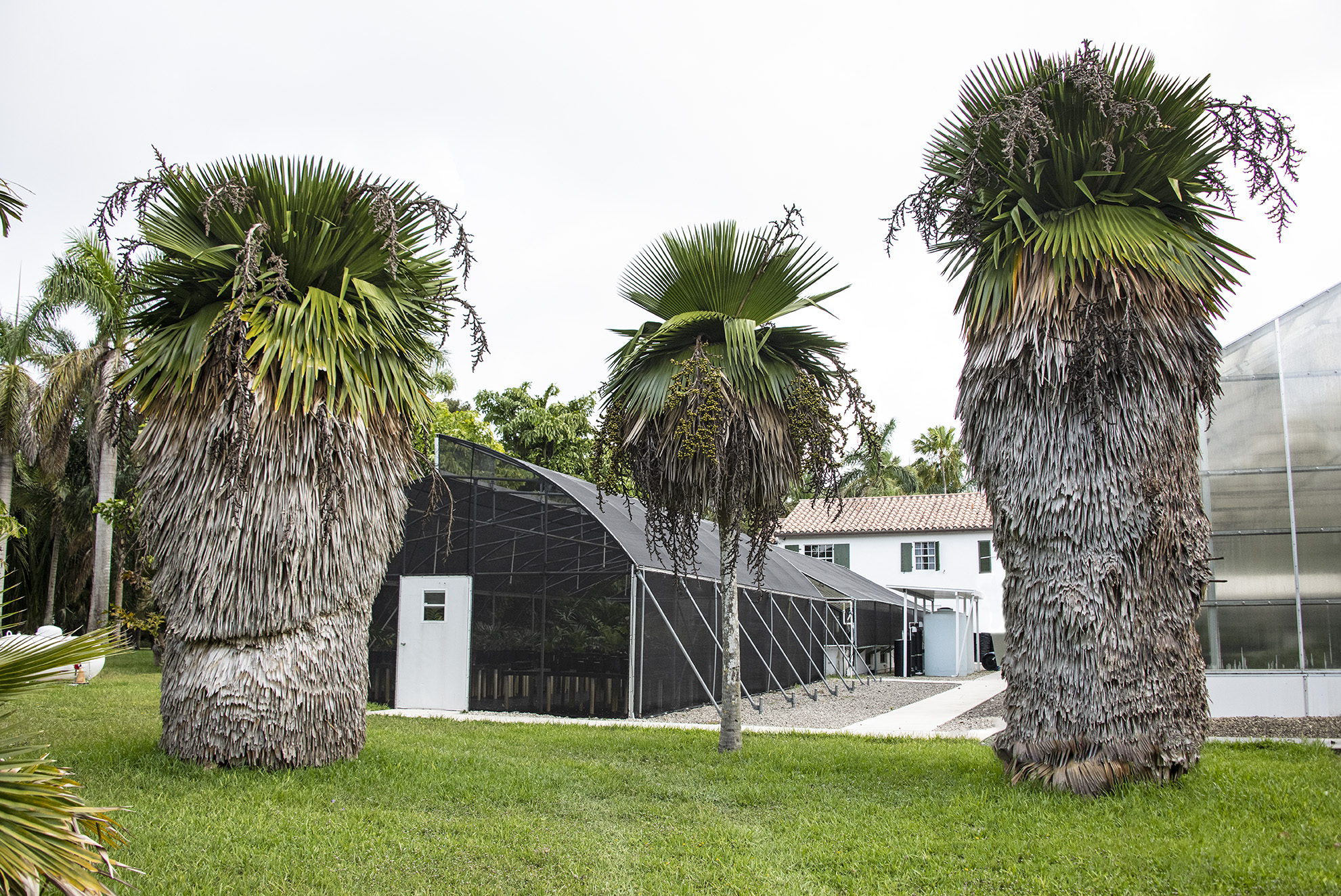 Copernicia macroglossa Botanical Auctions