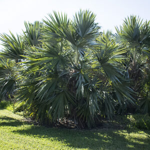 Leucothrinax morrisii