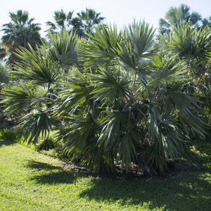 Leucothrinax morrisii
