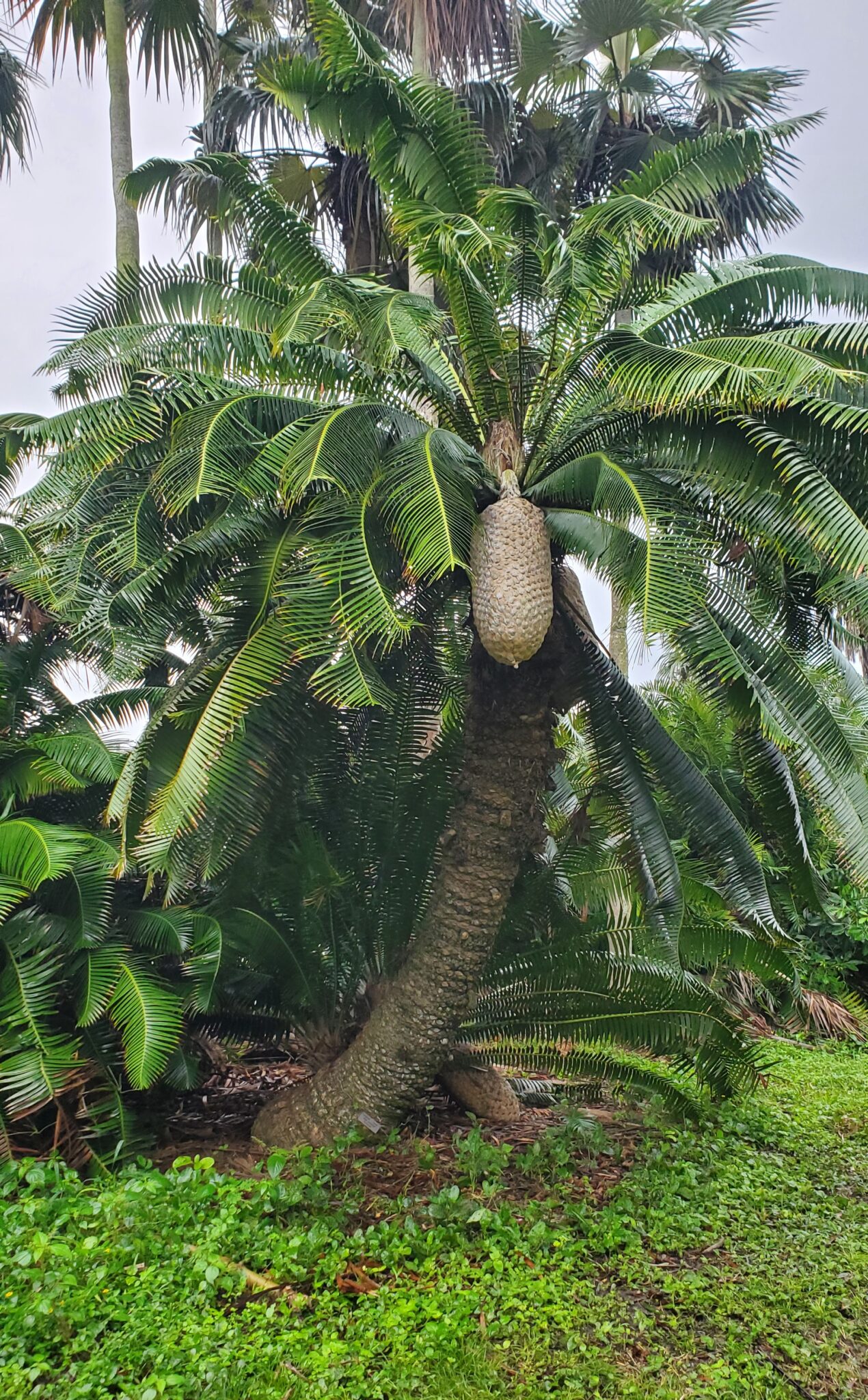 Dioon Spinulosum Botanical Auctions