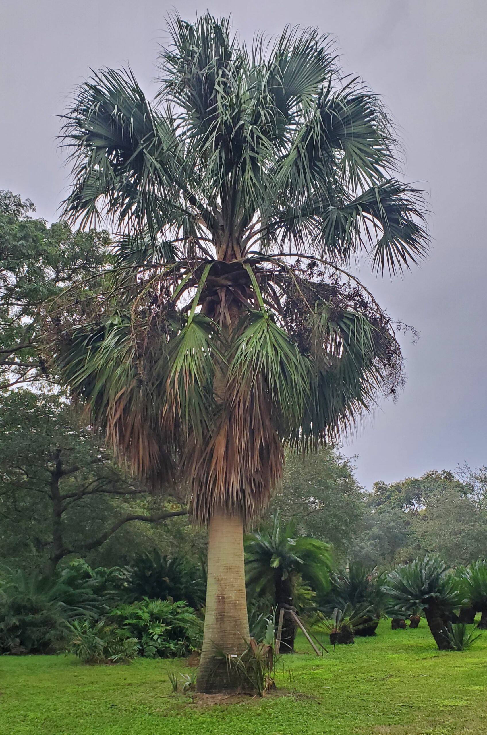 Sabal causiarum – Botanical Auctions