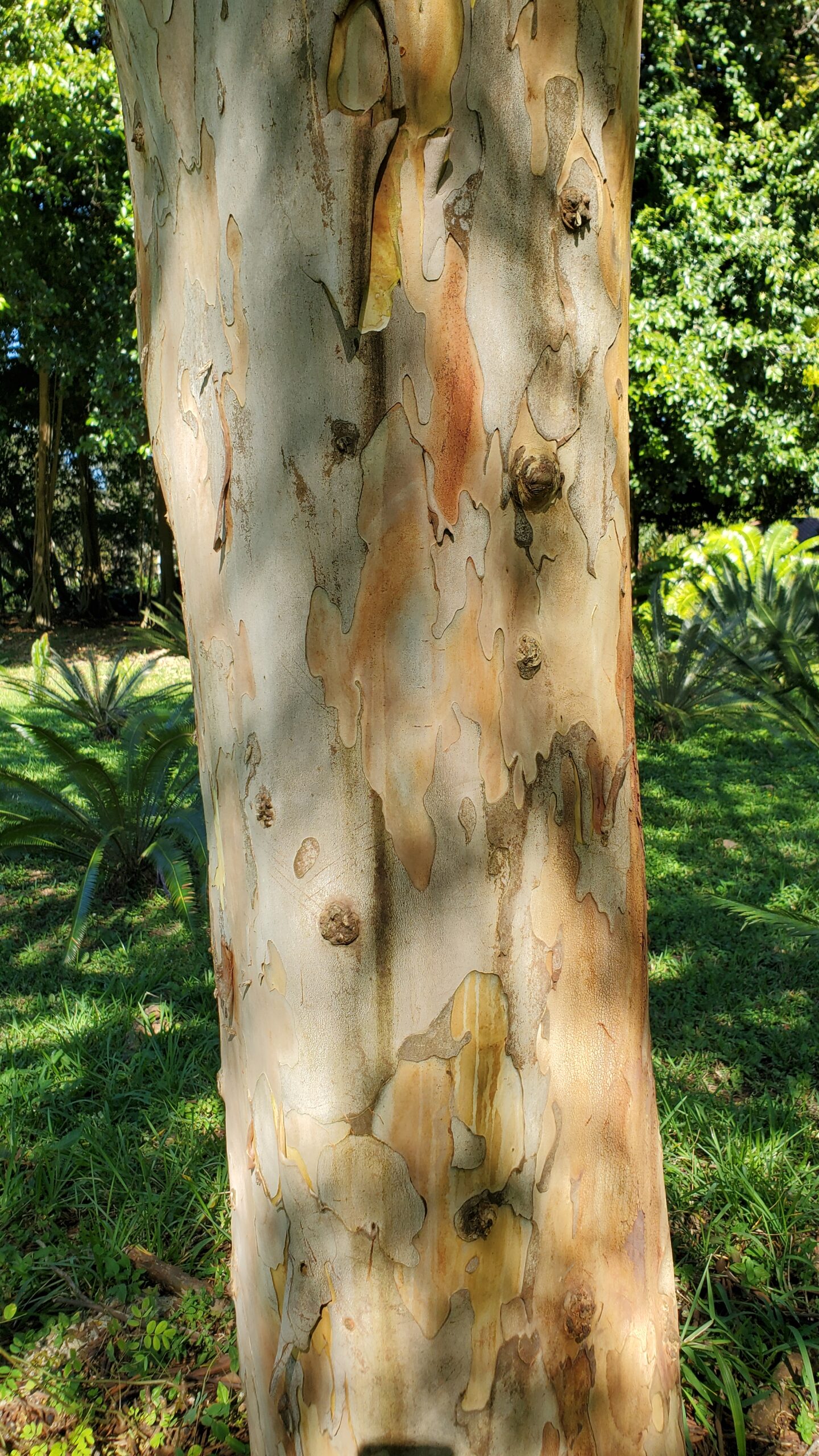 Caesalpina_grandillo_trunk