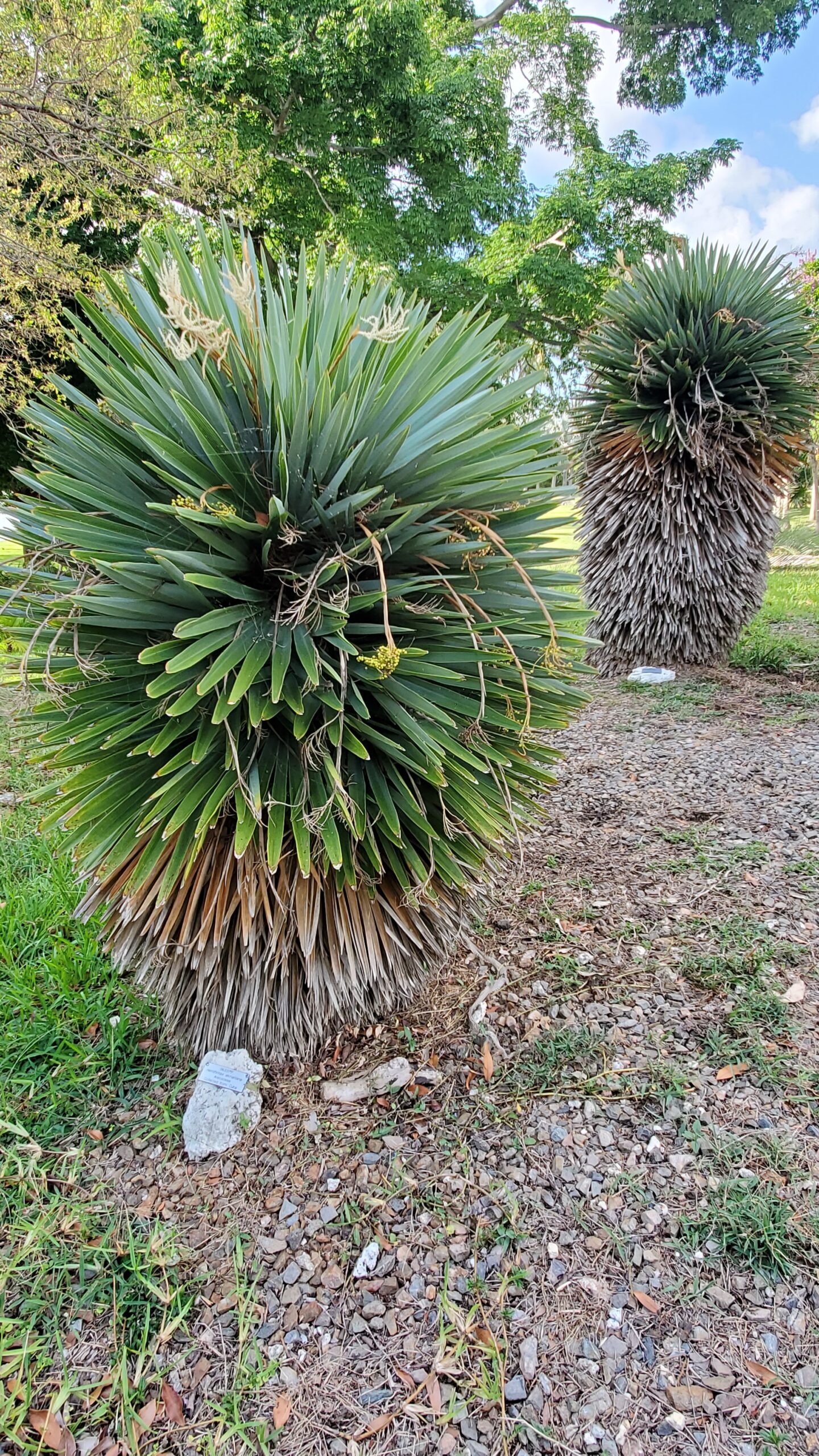 Hemithrinax_ekmaniana_MBC