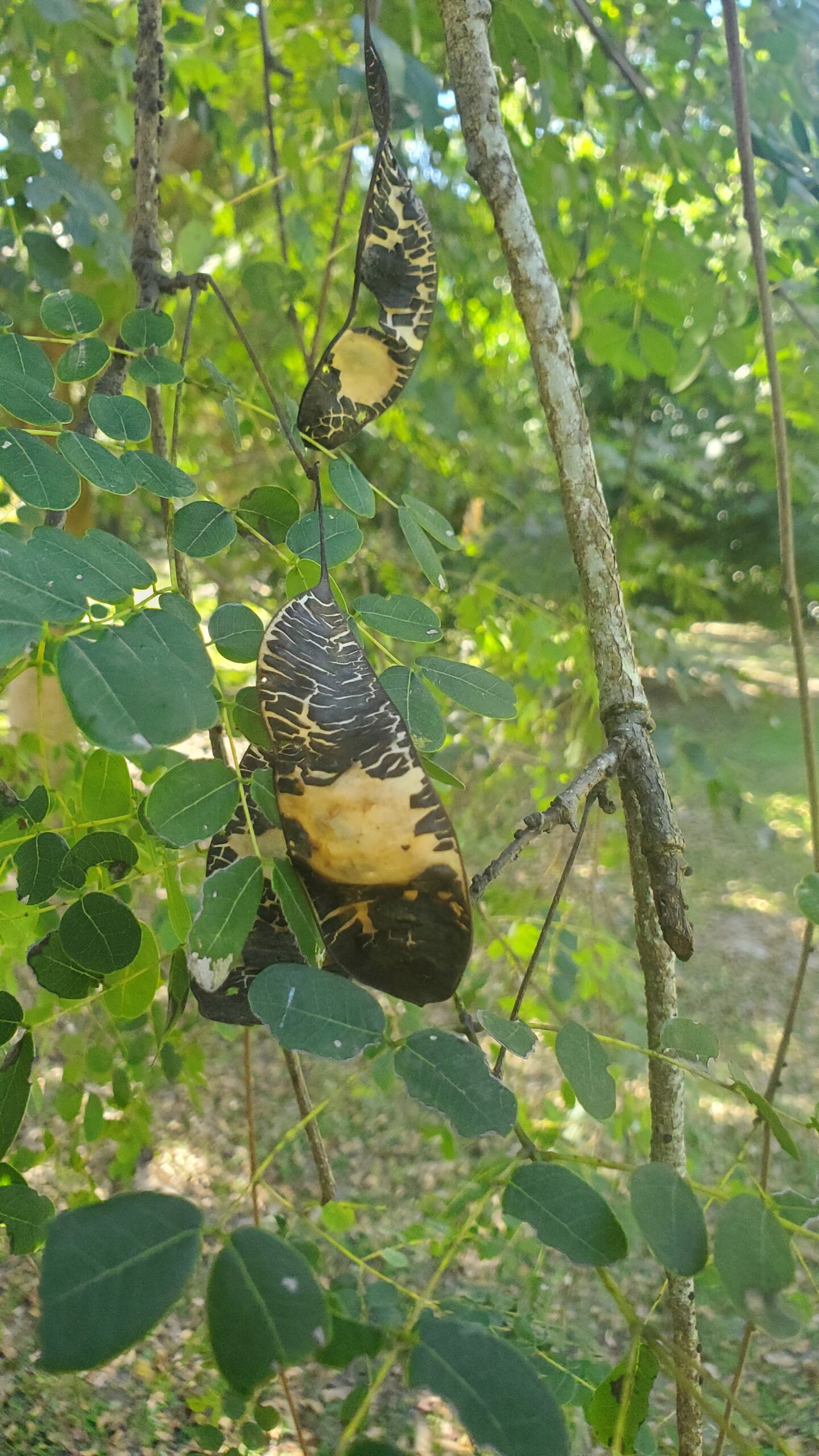 Lysiloma_sabicu_seedpod