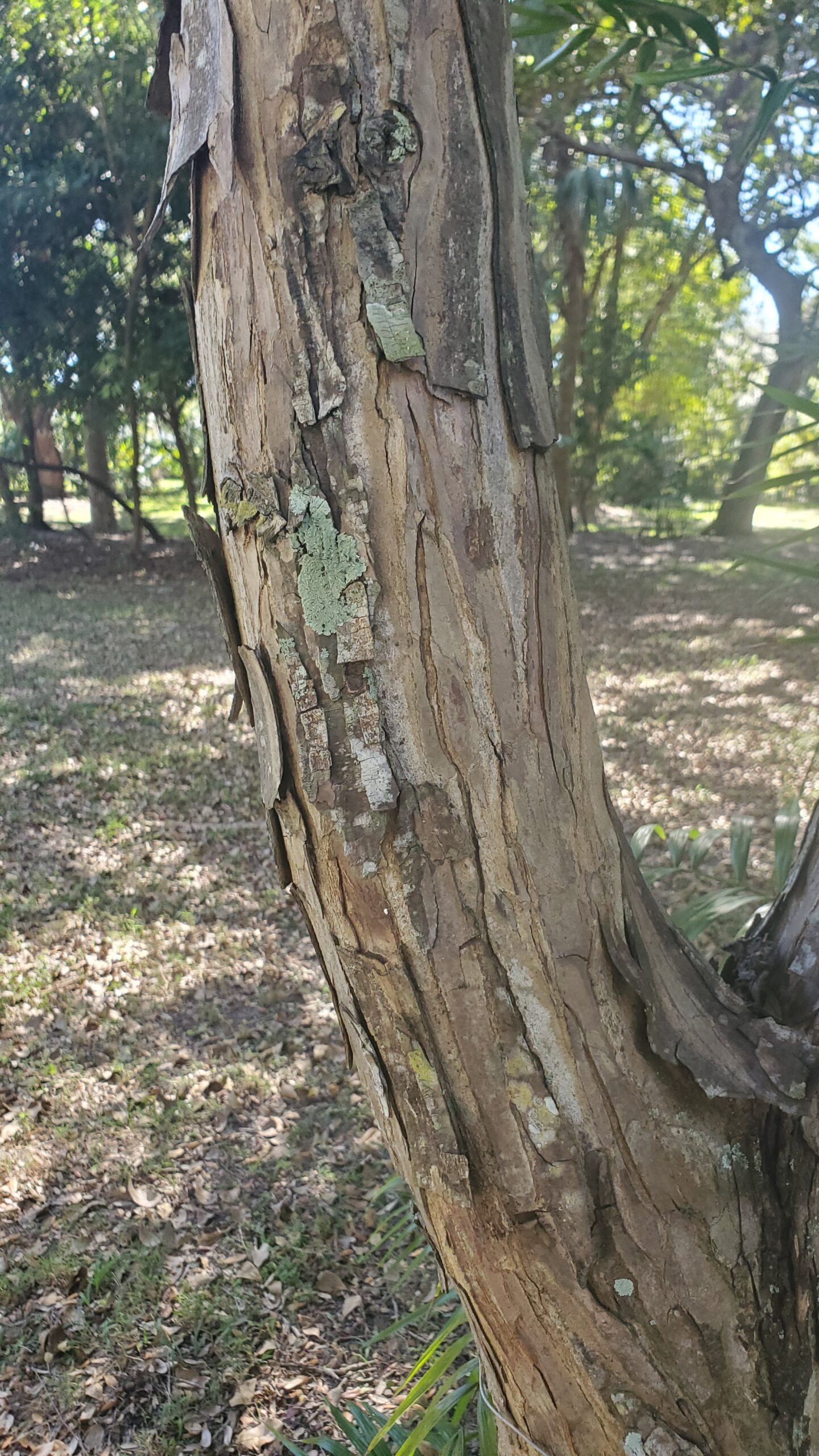 Lysiloma_sabicu_trunk