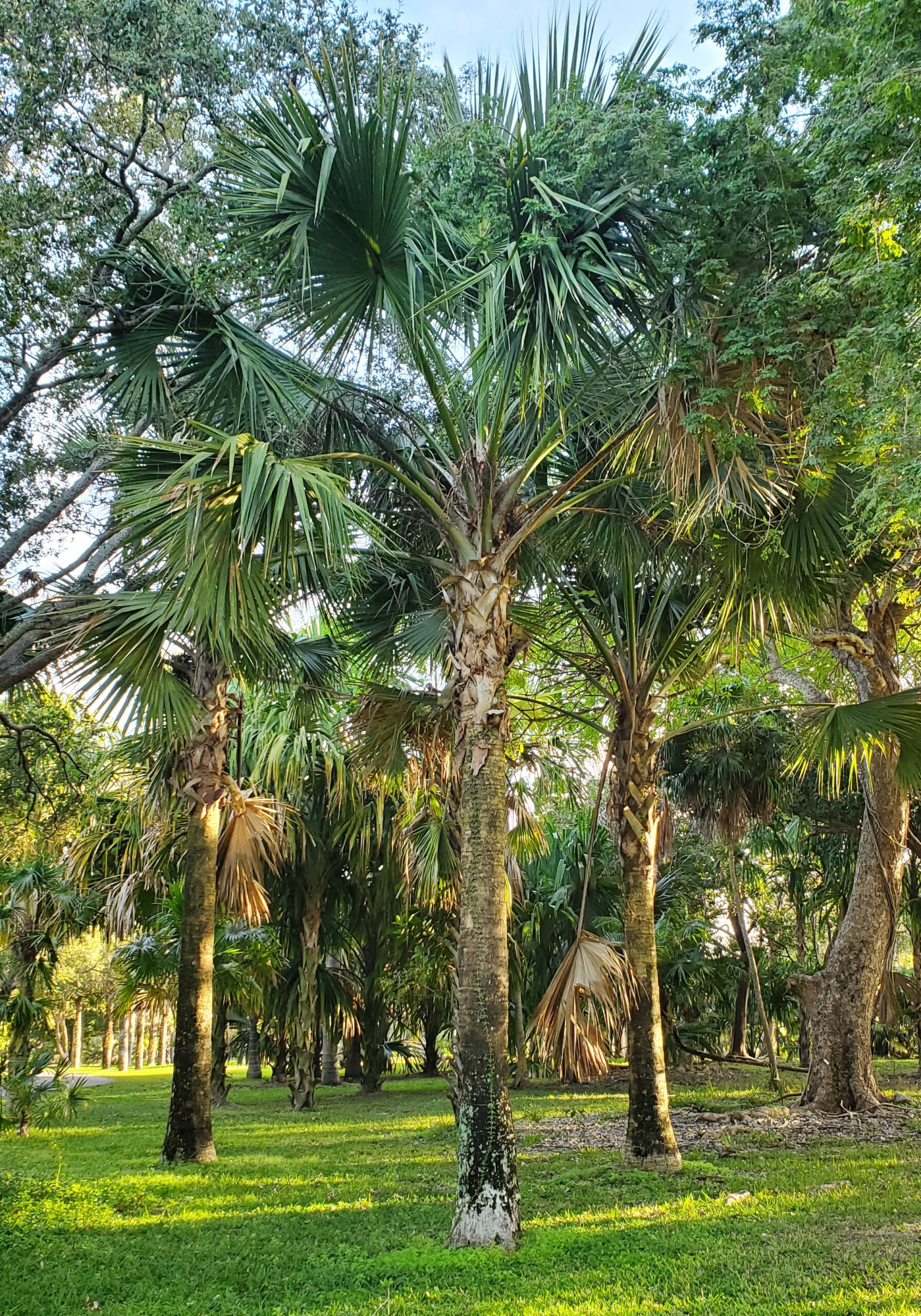 Sabal maritima – Botanical Auctions