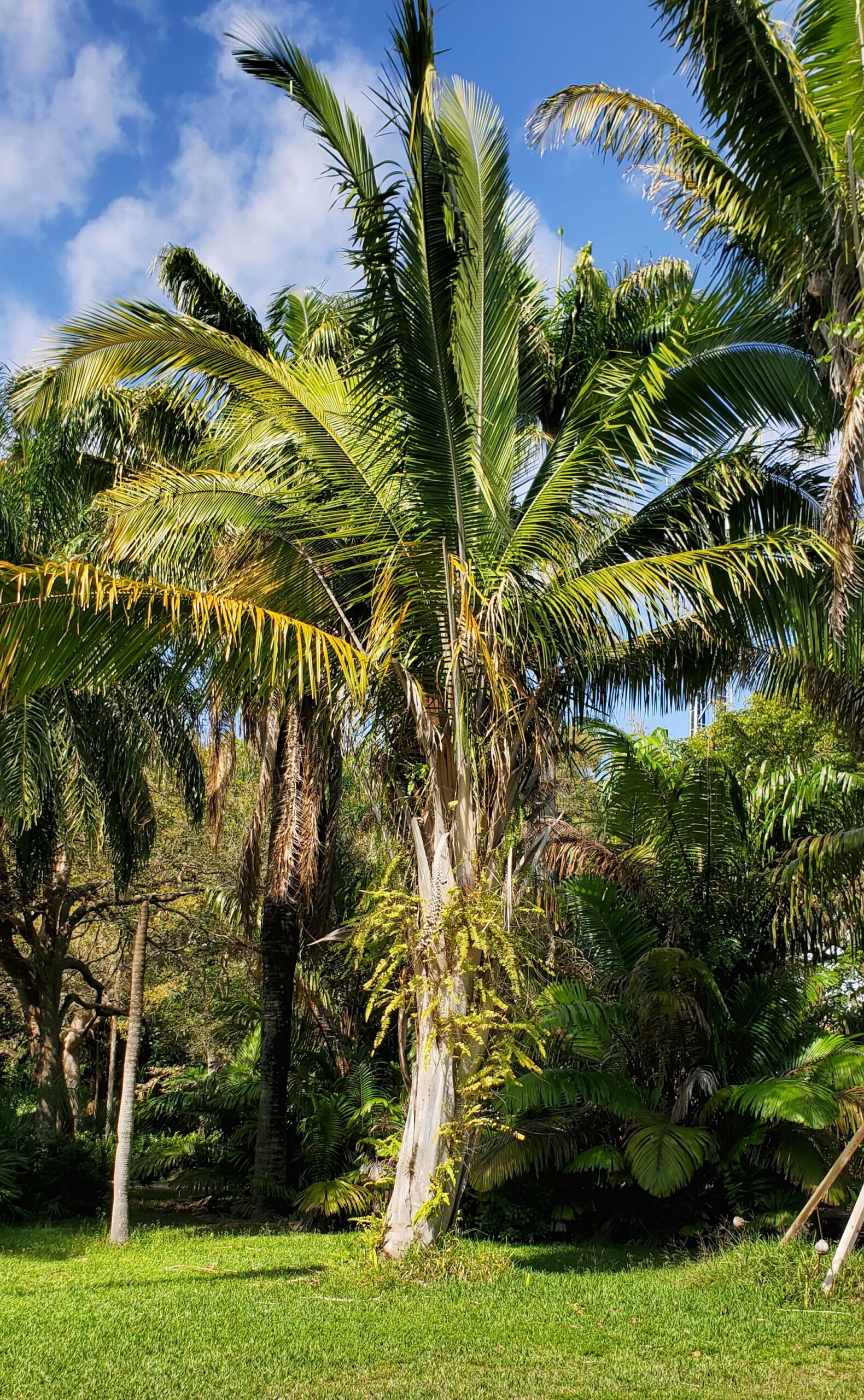 Attalea speciosa Botanical Auctions