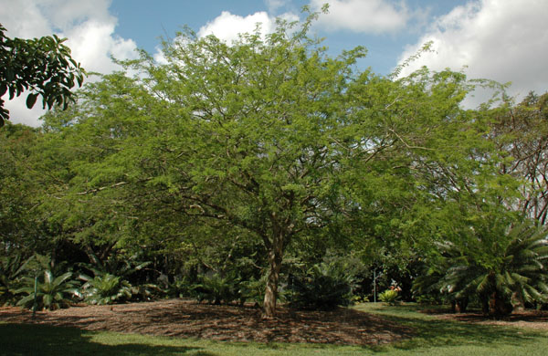 Caesalpinia_granadillo_MBC