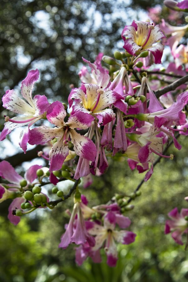 Ceiba speciosa Botanical Auctions