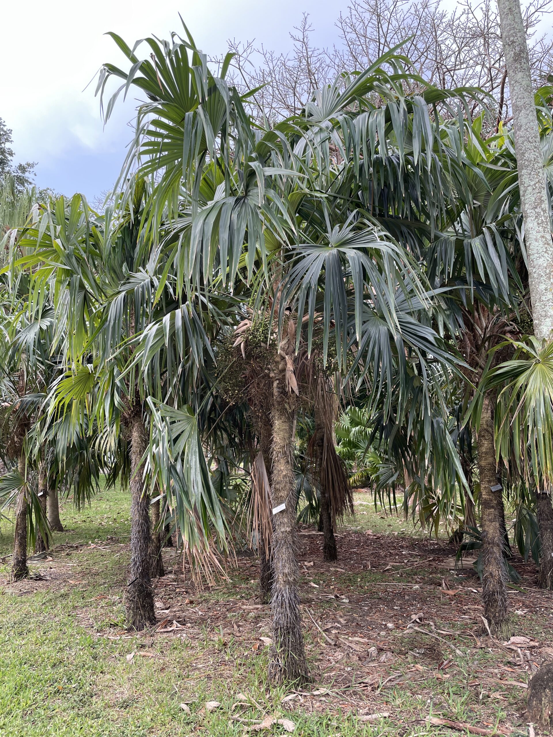 Cryosophila stauracantha Botanical Auctions
