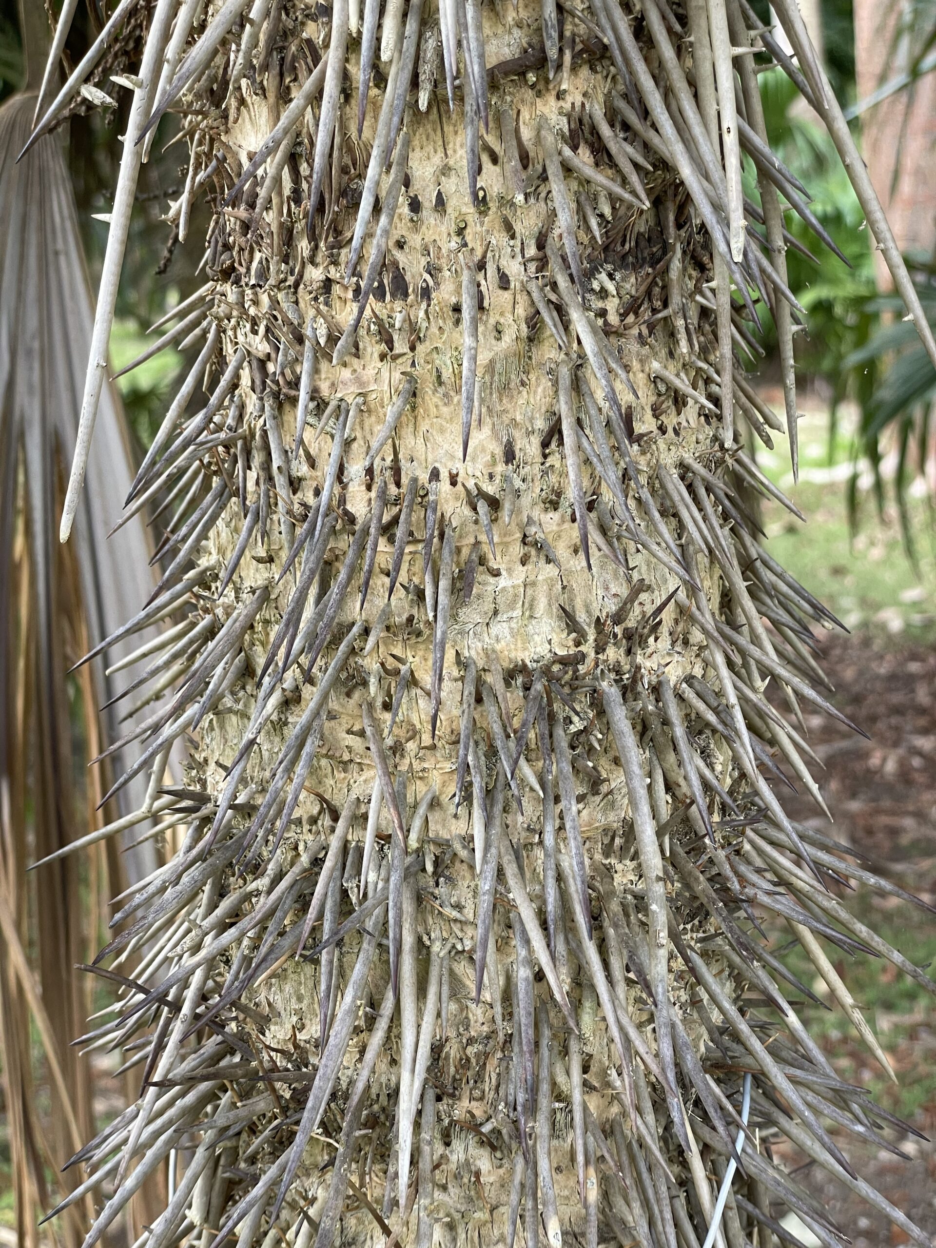 Cryosophila stauracantha Botanical Auctions
