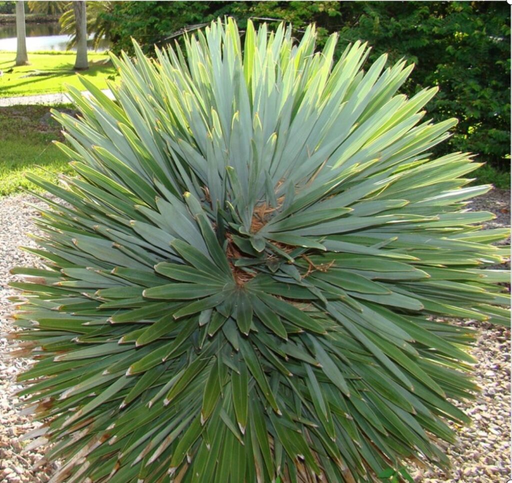 Hemithrinax Ekmaniana Botanical Auctions 700-centimeters-to-meters