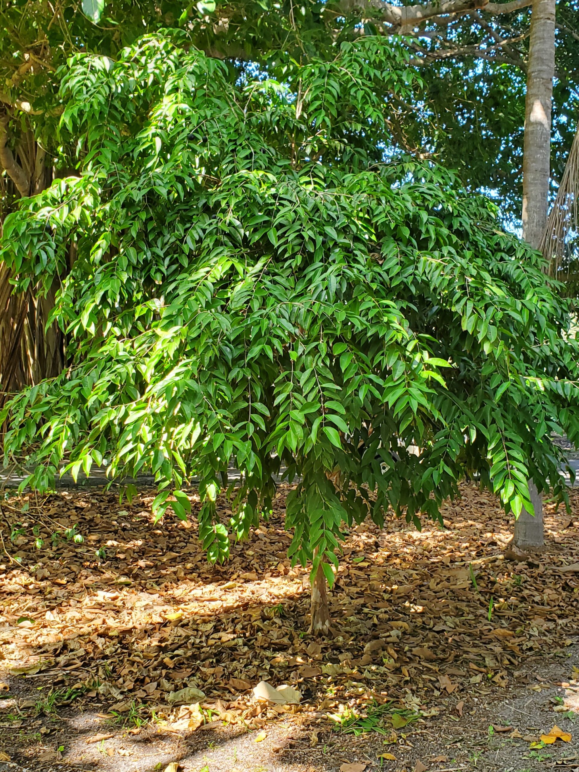 Myrciaria_vexator_MBC