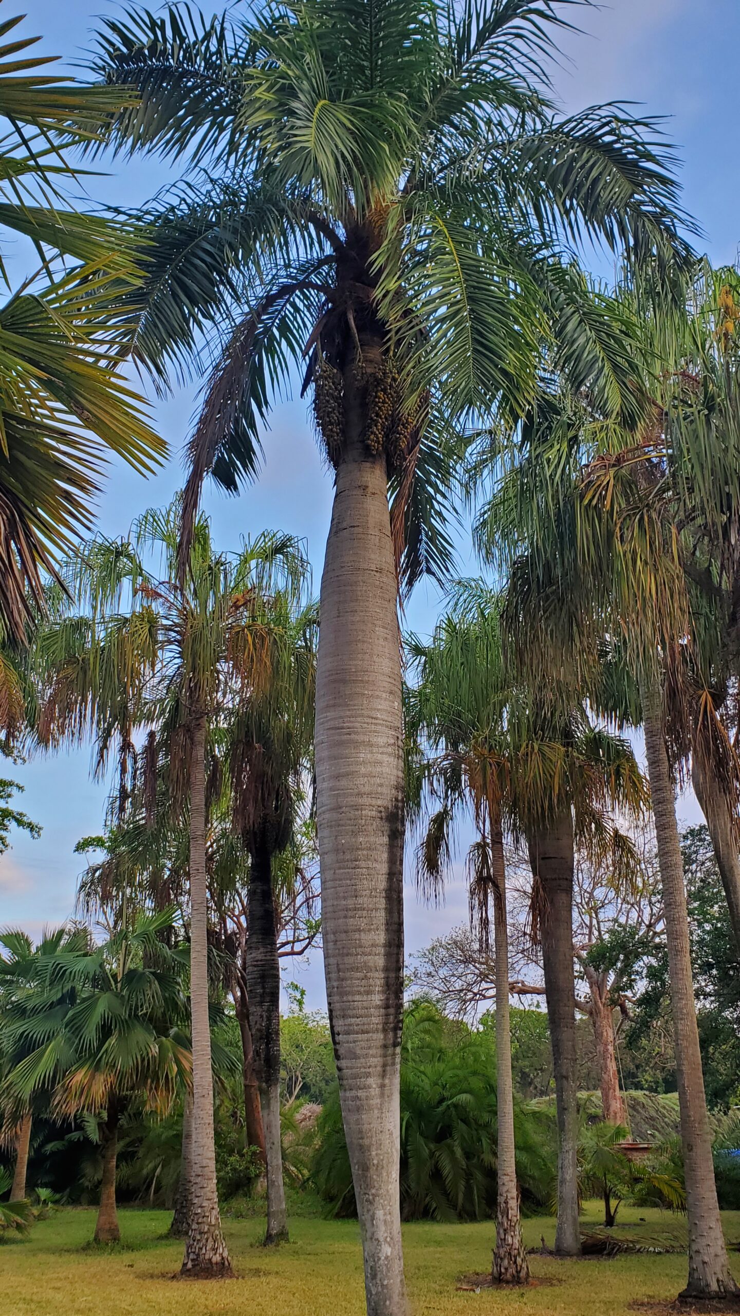 Acrocomia_crispa_MBC