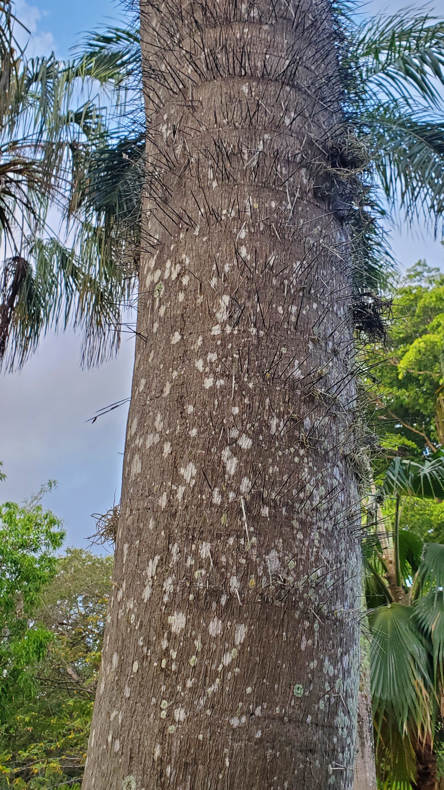 Acrocomia_crispa_trunk_MBC