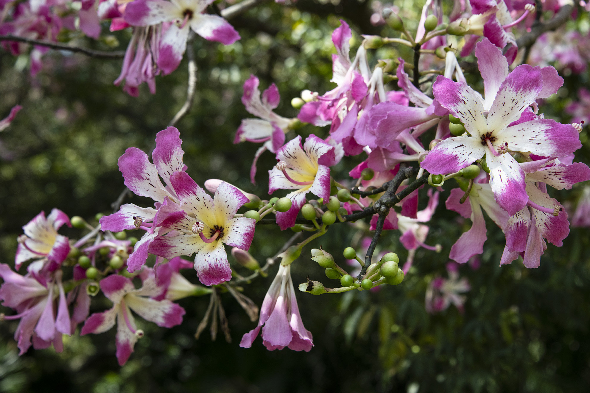 Ceiba speciosa Botanical Auctions