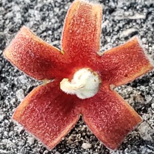 Sterculia foetida
