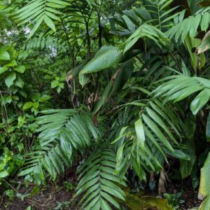 Chamaedorea tepejilote