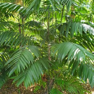 Chamaedorea tepejilote