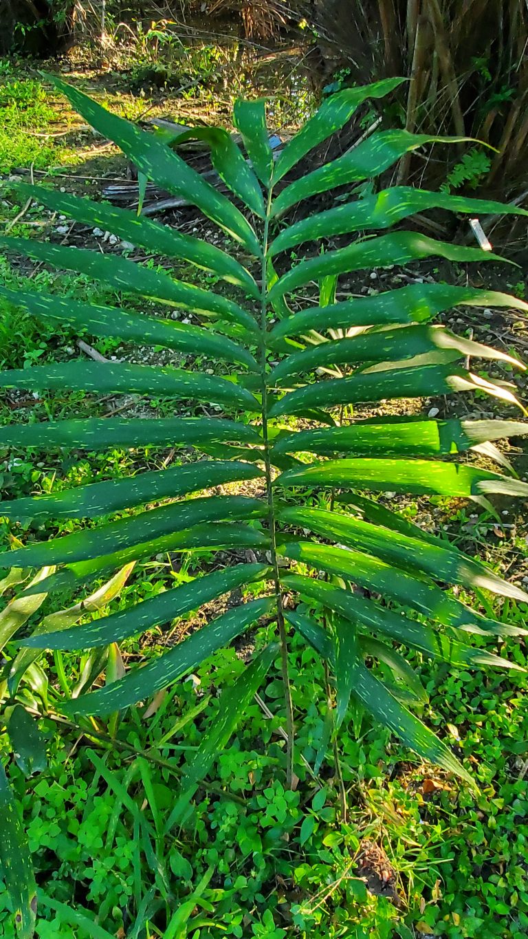 Zamia Variegata Botanical Auctions zamia-variegata-botanical-auctions