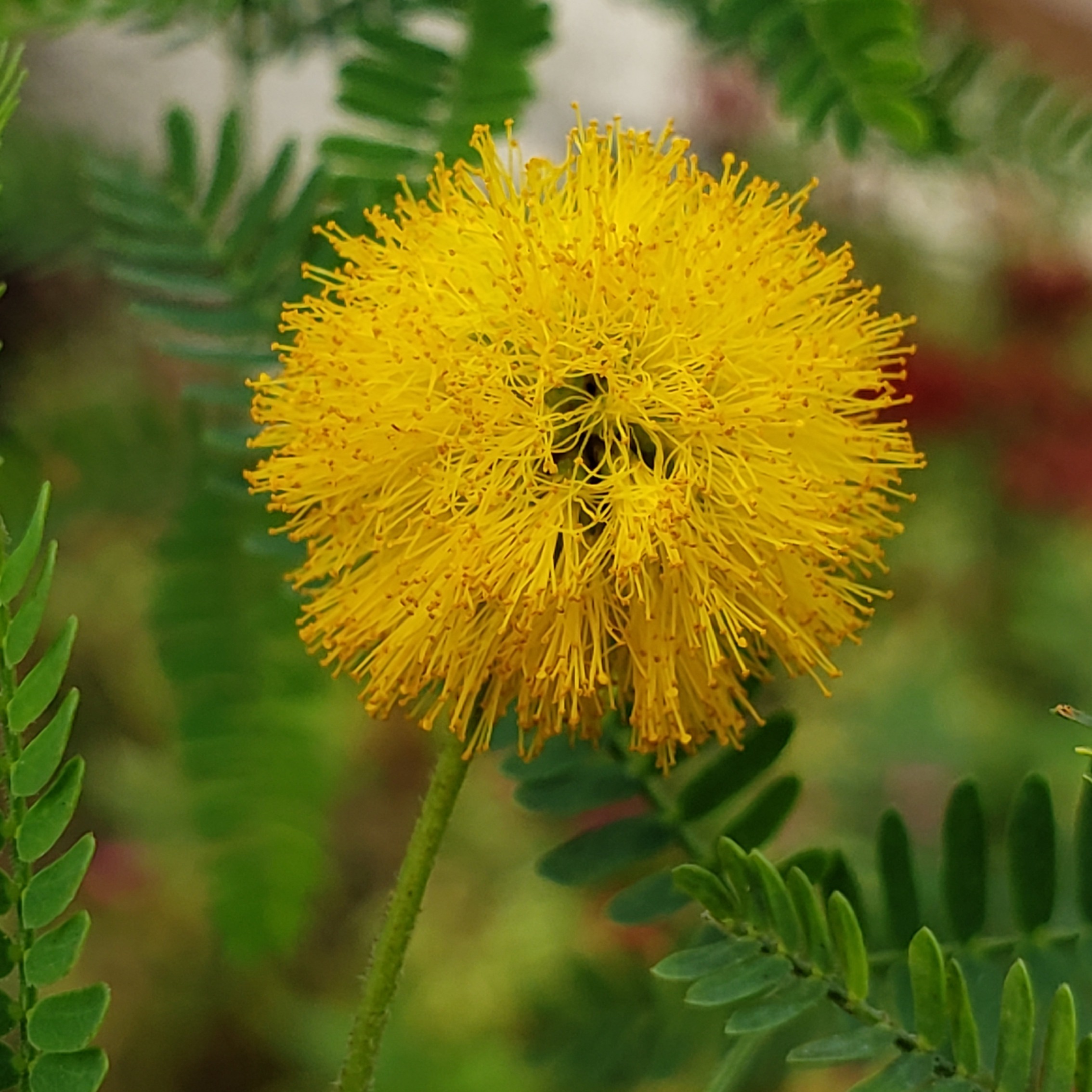 Vachellia farnesiana
