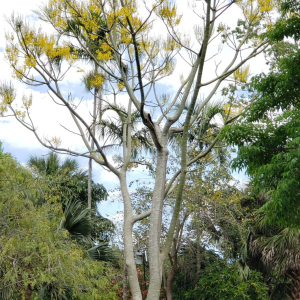 Schizolobium parahyba