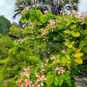 Bauhinia monandra