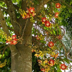Couropita guianensis