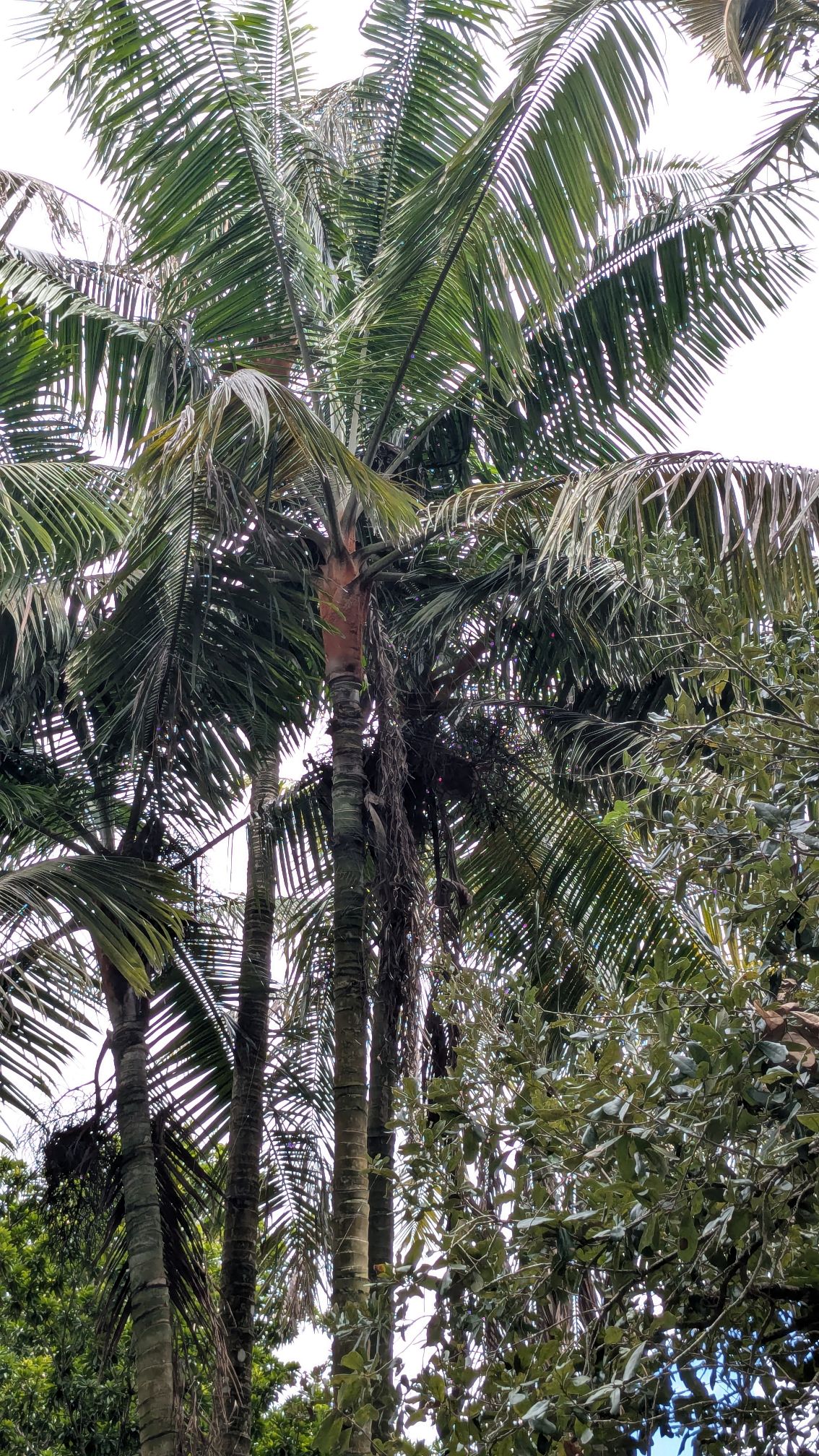 Dypsis lastelliana