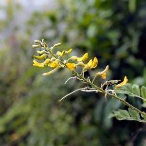 sophora tomentosa