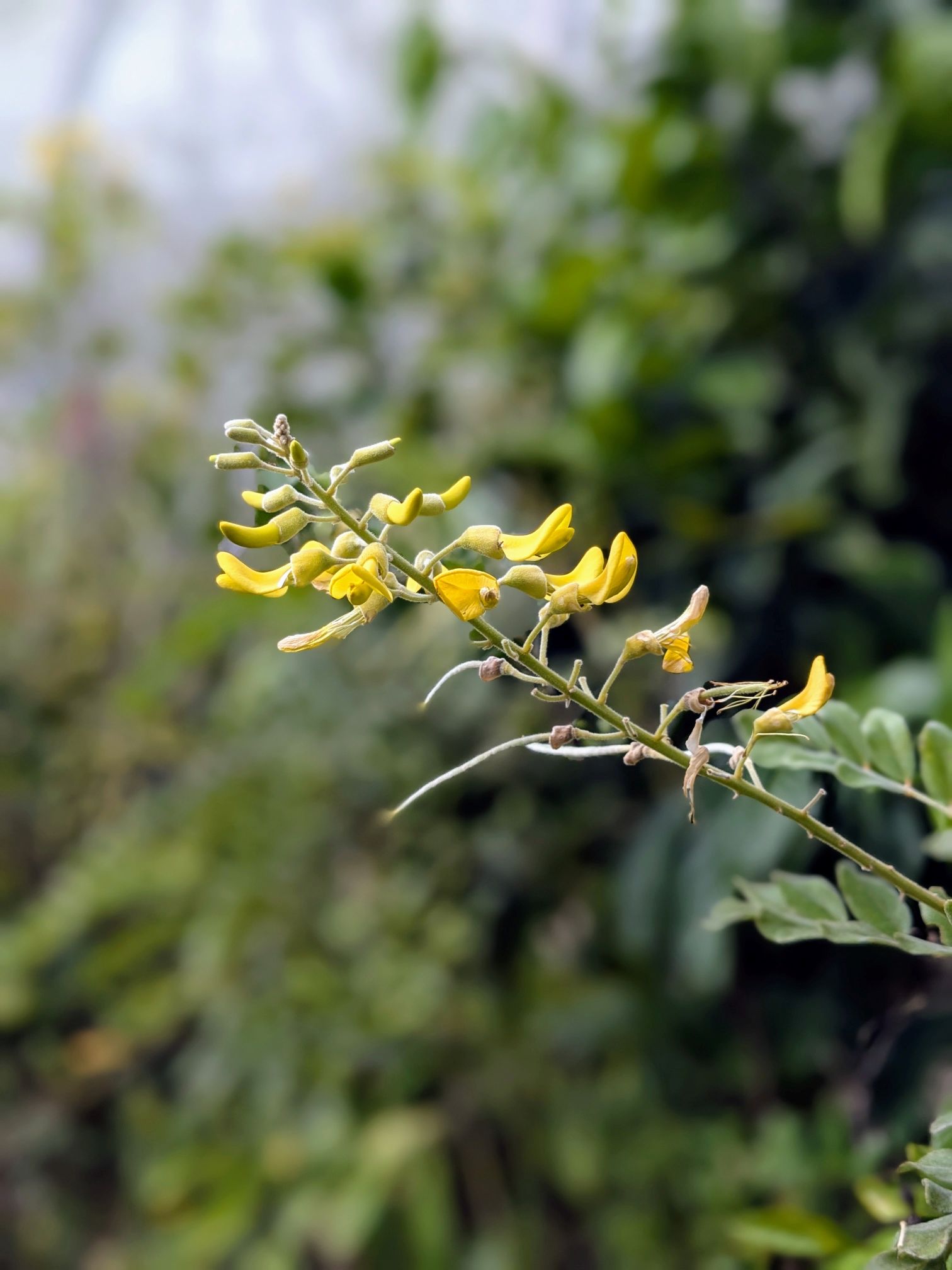 sophora tomentosa