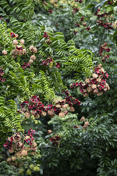 Majidea_closeup_for_FNGLA_MBC