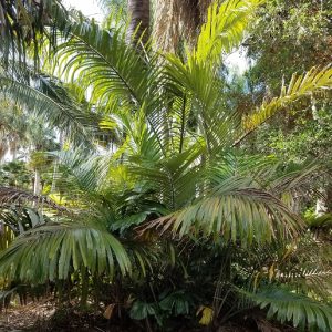 Arenga obtusifolia