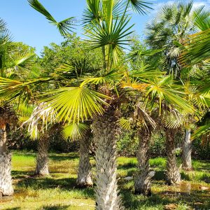 Copernicia tectorum