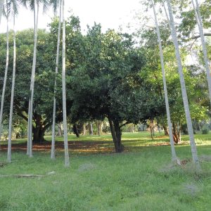 Garcinia spicata