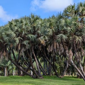 Hyphaene thebaica