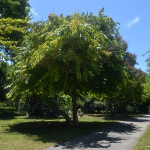 Lagerstroemia floribunda