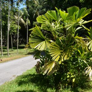 Licuala spinosa