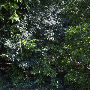 Picramnia pentandra