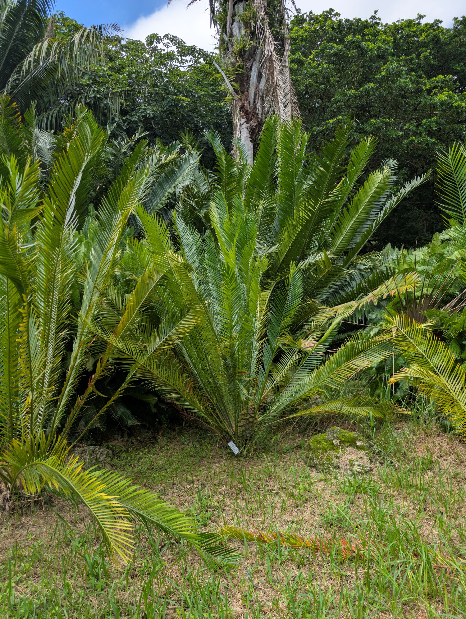 Encephalartos barteri