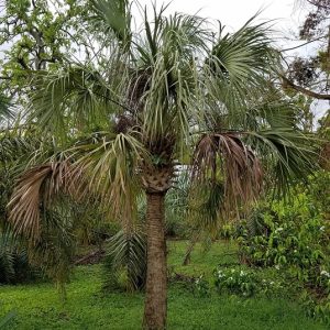 Sabal palmetto