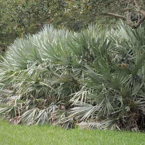 Serenoa repens