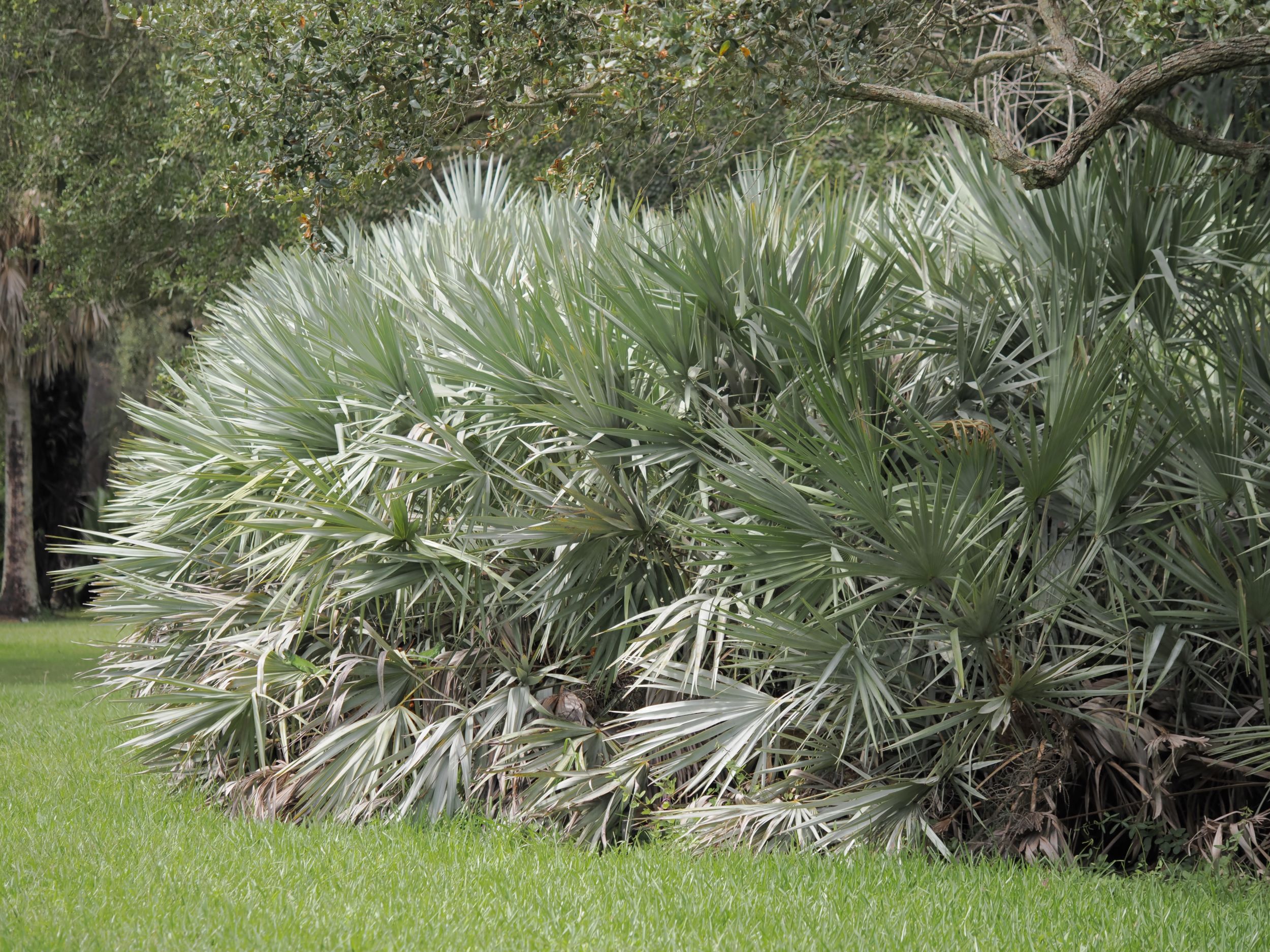 Serenoa repens